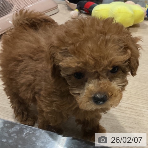 トイ・プードルの写真