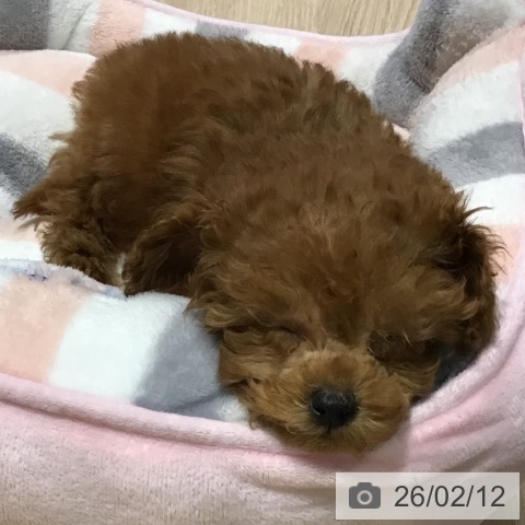 埼玉県のトイプードル(トイ) (ペットプラス コクーンシティ店/2025年11月28日生まれ/女の子/レッド)の子犬の3枚目の画像