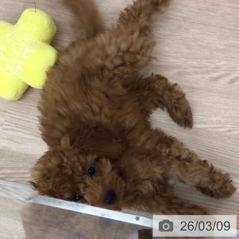 トイ・プードルの写真