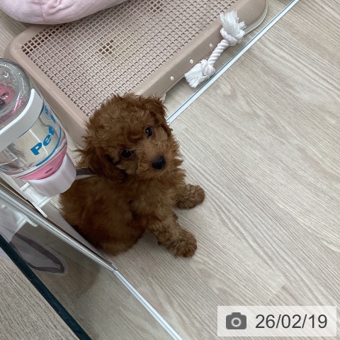 埼玉県のトイプードル(トイ) (ペットプラス 八潮店/2025年12月5日生まれ/男の子/レッド)の子犬の4枚目の画像