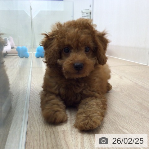 埼玉県のトイプードル(トイ) (ペットプラス 八潮店/2025年12月5日生まれ/男の子/レッド)の子犬の3枚目の画像