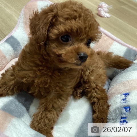 宮城県のトイプードル(トイ) (ペットプラス 仙台上杉店/2025年12月5日生まれ/女の子/レッド)の子犬の4枚目の画像