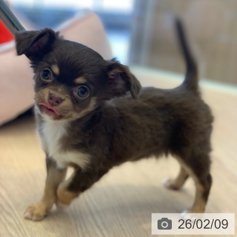 千葉県のチワワ(ロング) (ペットプラス 幕張新都心店/2025年12月6日生まれ/女の子/チョコレートタンホワイト)の子犬の4枚目の画像