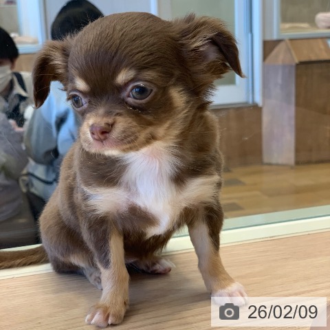 千葉県のチワワ(ロング) (ペットプラス 幕張新都心店/2025年12月6日生まれ/女の子/チョコレートタンホワイト)の子犬の3枚目の画像