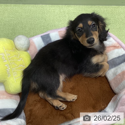 千葉県のミニチュアダックスフンド(ロング) (ペットプラス 柏店/2025年12月6日生まれ/男の子/ブラックイエロー)の子犬の3枚目の画像