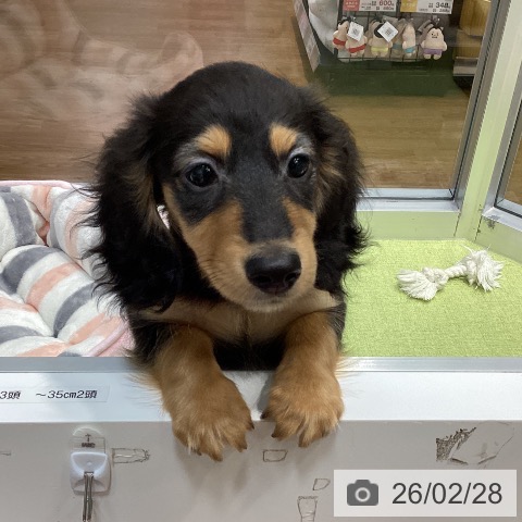 千葉県のミニチュアダックスフンド(ロング) (ペットプラス 柏店/2025年12月6日生まれ/男の子/ブラックイエロー)の子犬の3枚目の画像