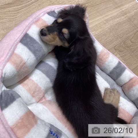 宮城県のミニチュアダックスフンド(ロング) (ペットプラス 名取店/2025年12月6日生まれ/女の子/ブラックイエロー)の子犬の3枚目の画像