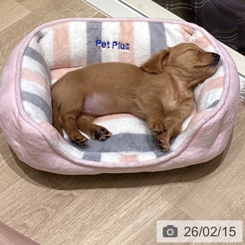 宮城県のミニチュアダックスフンド(ロング) (ペットプラス 仙台上杉店/2025年12月6日生まれ/女の子/ゴールド)の子犬の4枚目の画像