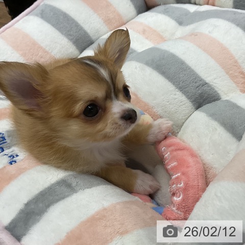 千葉県のチワワ(ロング) (ペッツワン 千葉ニュータウン店/2025年12月7日生まれ/男の子/レッドホワイト)の子犬の3枚目の画像