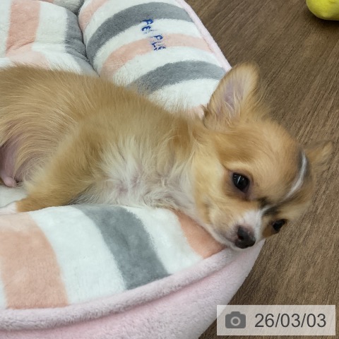 千葉県のチワワ(ロング) (ペッツワン 千葉ニュータウン店/2025年12月7日生まれ/男の子/レッドホワイト)の子犬の3枚目の画像