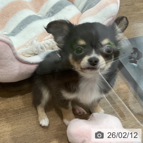 埼玉県のチワワ(ロング) (ペッツワン 吉川美南店/2025年12月7日生まれ/男の子/ブラックタンホワイト)の子犬の4枚目の画像