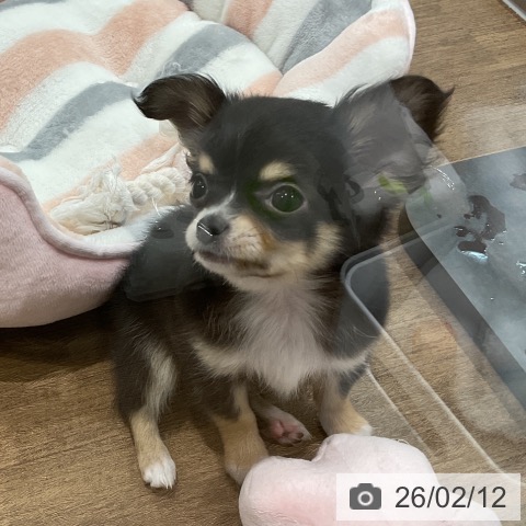 埼玉県のチワワ(ロング) (ペッツワン 吉川美南店/2025年12月7日生まれ/男の子/ブラックタンホワイト)の子犬の3枚目の画像