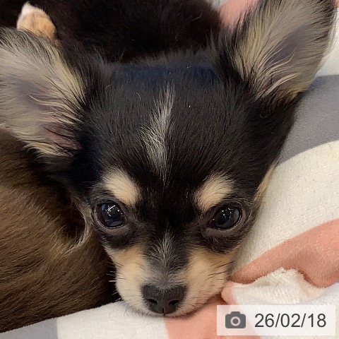 千葉県のチワワ(ロング) (ペットプラス 幕張新都心店/2025年12月7日生まれ/女の子/ブラックタンホワイト)の子犬の4枚目の画像