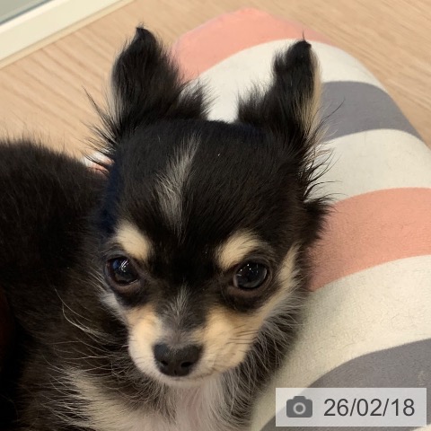 千葉県のチワワ(ロング) (ペットプラス 幕張新都心店/2025年12月7日生まれ/女の子/ブラックタンホワイト)の子犬の3枚目の画像