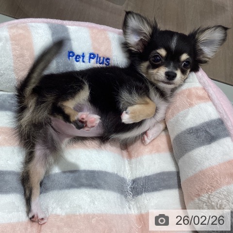 千葉県のチワワ(ロング) (ペットプラス 木更津店/2025年12月7日生まれ/女の子/ブラックタンホワイト)の子犬の4枚目の画像