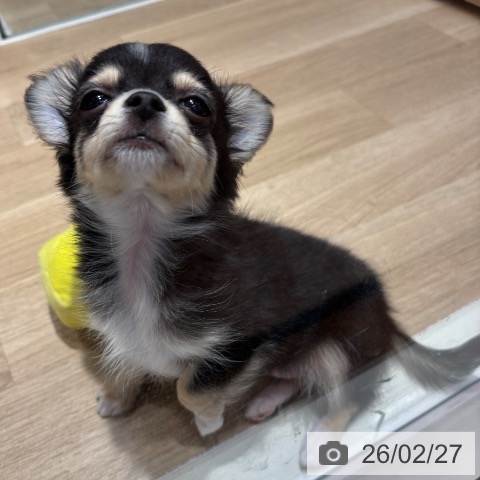 千葉県のチワワ(ロング) (ペットプラス 木更津店/2025年12月7日生まれ/女の子/ブラックタンホワイト)の子犬の3枚目の画像