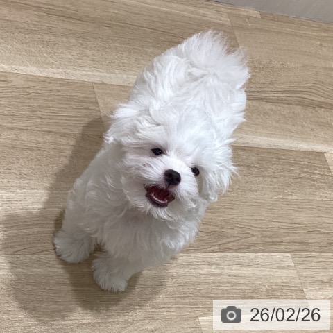 マルチーズの写真