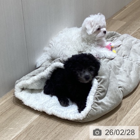 マルチーズの写真