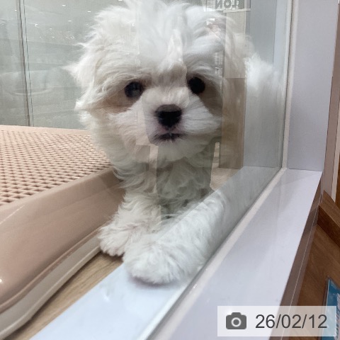 マルチーズの写真