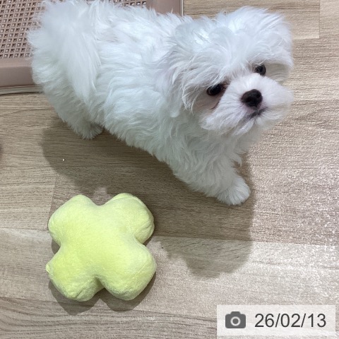 宮城県のマルチーズ (ペットプラス 名取店/2025年12月7日生まれ/男の子/ホワイト)の子犬の4枚目の画像