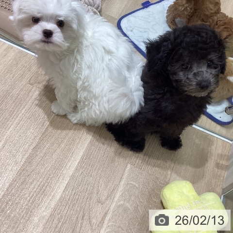 宮城県のマルチーズ (ペットプラス 名取店/2025年12月7日生まれ/男の子/ホワイト)の子犬の3枚目の画像