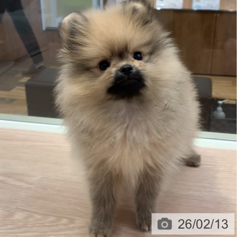 千葉県のポメラニアン (ペットプラス 幕張新都心店/2025年12月9日生まれ/男の子/オレンジ)の子犬の4枚目の画像