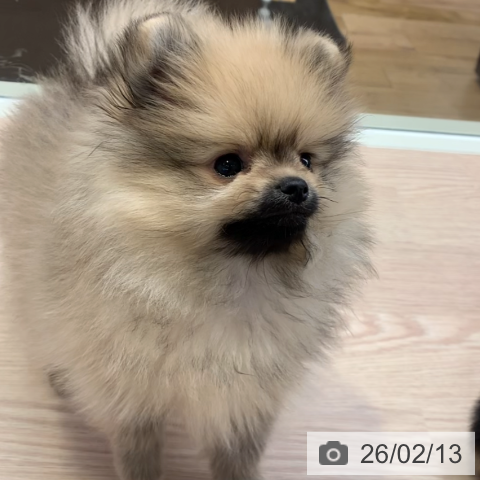 千葉県のポメラニアン (ペットプラス 幕張新都心店/2025年12月9日生まれ/男の子/オレンジ)の子犬の3枚目の画像