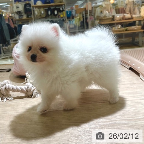 東京都のポメラニアン (ペットプラス 板橋店/2025年12月11日生まれ/男の子/ホワイト)の子犬の4枚目の画像
