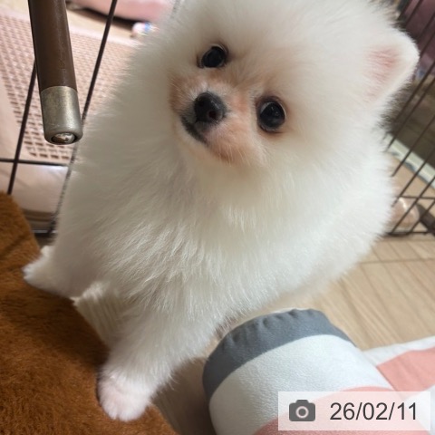 東京都のポメラニアン (ペットプラス 板橋店/2025年12月11日生まれ/男の子/ホワイト)の子犬の3枚目の画像