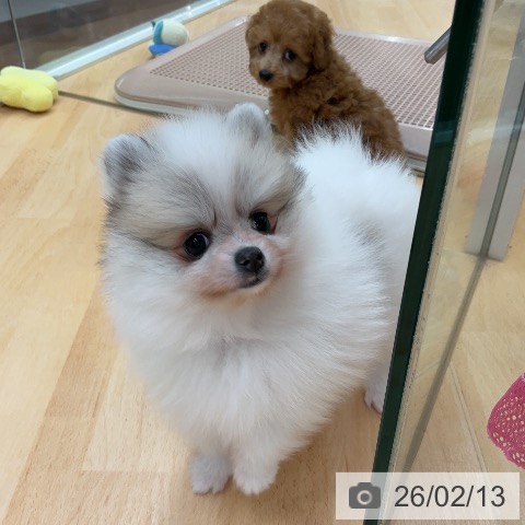 埼玉県のポメラニアン (ペットプラス 浦和美園店/2025年12月11日生まれ/女の子/パーティーカラー)の子犬の3枚目の画像