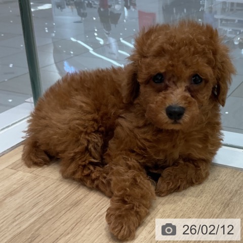 群馬県のトイプードル(トイ) (ペットプラス イオンモール太田店/2025年12月11日生まれ/男の子/レッド)の子犬の3枚目の画像