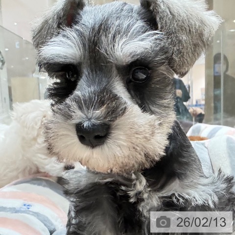 埼玉県のミニチュアシュナウザー (ペットプラス ららぽーと富士見店/2025年12月10日生まれ/男の子/ソルトペッパー)の子犬の3枚目の画像