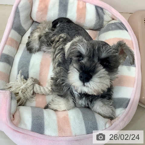 ミニチュア・シュナウザーの写真