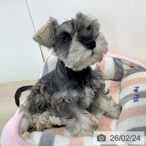 埼玉県のミニチュアシュナウザー (ペットプラス クレアモール川越店/2025年12月10日生まれ/男の子/ソルトペッパー)の子犬の4枚目の画像