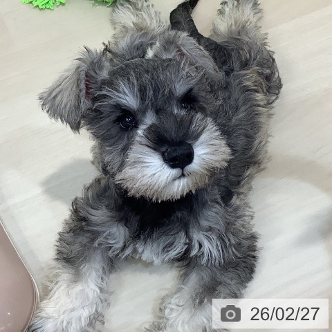 ミニチュア・シュナウザーの写真