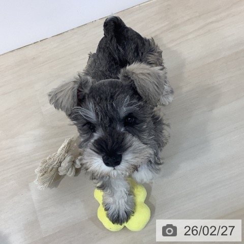 ミニチュア・シュナウザーの写真