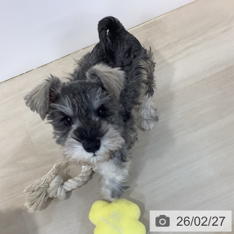 ミニチュア・シュナウザーの写真