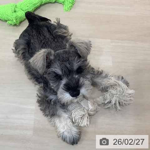 ミニチュア・シュナウザーの写真