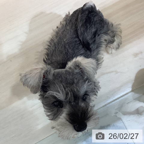 埼玉県のミニチュアシュナウザー (ペットプラス クレアモール川越店/2025年12月10日生まれ/男の子/ソルトペッパー)の子犬の4枚目の画像