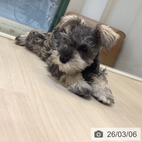 ミニチュア・シュナウザーの写真