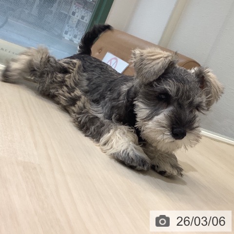 ミニチュア・シュナウザーの写真