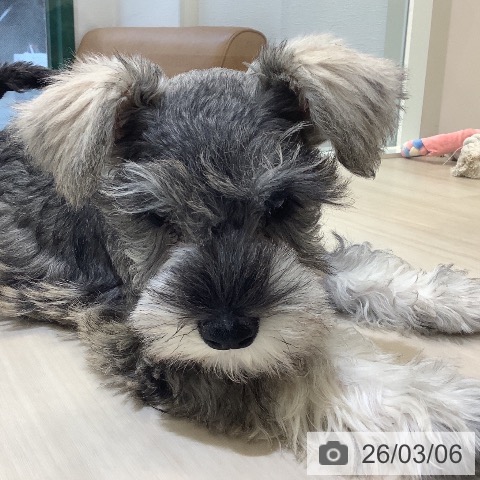 ミニチュア・シュナウザーの写真