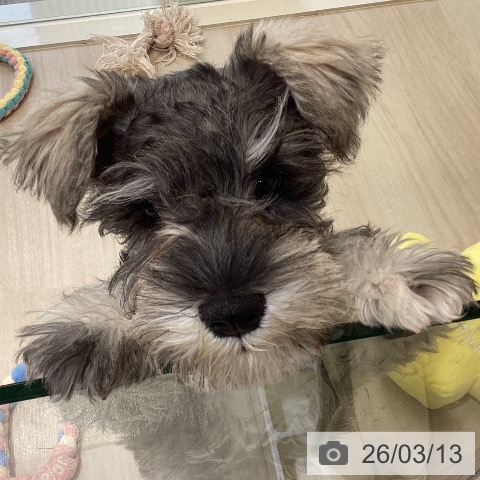 埼玉県のミニチュアシュナウザー (ペットプラス クレアモール川越店/2025年12月10日生まれ/男の子/ソルトペッパー)の子犬の4枚目の画像