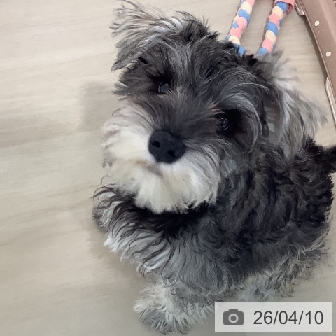 埼玉県のミニチュアシュナウザー (ペットプラス クレアモール川越店/2025年12月10日生まれ/男の子/ソルトペッパー)の子犬の3枚目の画像