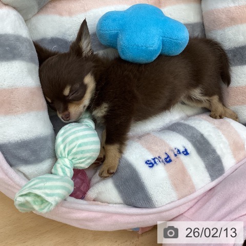 埼玉県のチワワ(ロング) (ペットプラス 羽生店/2025年12月11日生まれ/女の子/チョコレートタン)の子犬の4枚目の画像