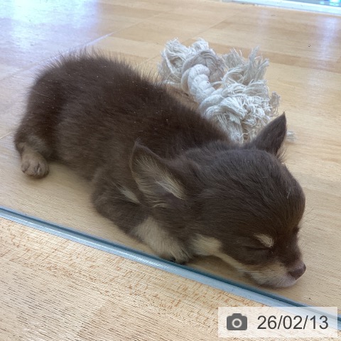 埼玉県のチワワ(ロング) (ペットプラス 羽生店/2025年12月11日生まれ/女の子/チョコレートタン)の子犬の3枚目の画像