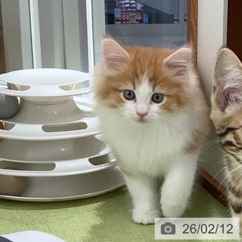 埼玉県のノルウェージャンフォレストキャット (ペットプラス 川口店/2025年12月10日生まれ/男の子/レッドマッカレルタビーホワイト)の子猫の3枚目の画像