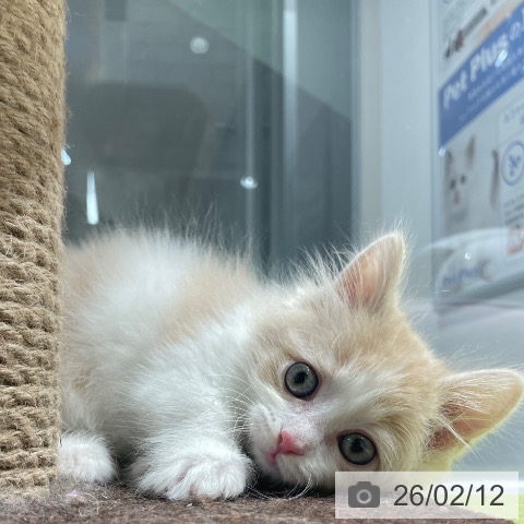 マンチカンの写真