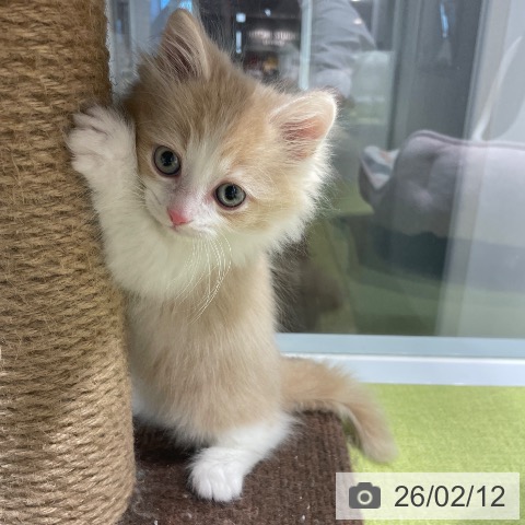 マンチカンの写真