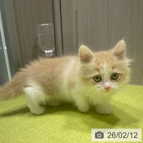 マンチカンの写真